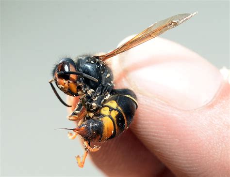 picada vespa asiatica